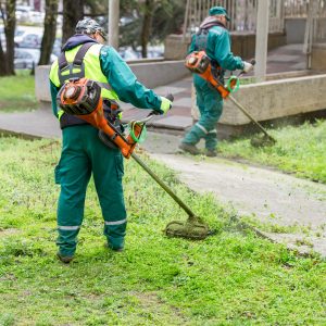 Personer arbetar med att trimma gräs på en offentlig plats